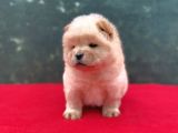 Chow Chow Dişi Yavrumuz Yeni Ailesini Bekliyor