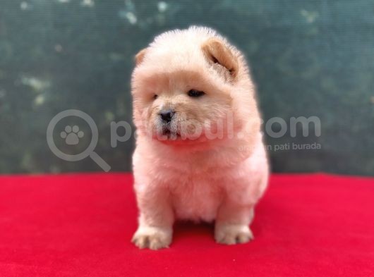 Chow Chow Dişi Yavrumuz Yeni Ailesini Bekliyor görsel