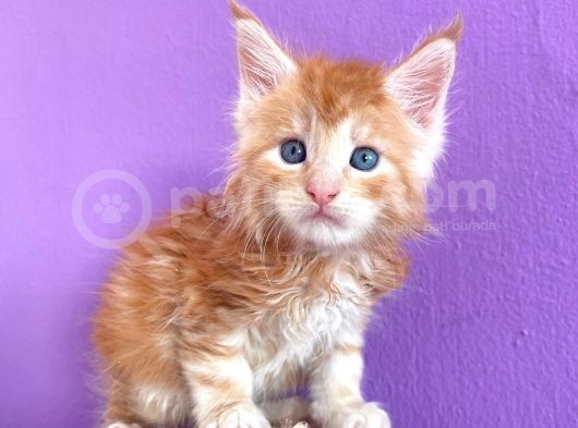 Show Class Red Mainecoon Erkek görsel