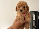 2.5 Aylık Erkek Ve Dişi Toy Poodle Yavrular