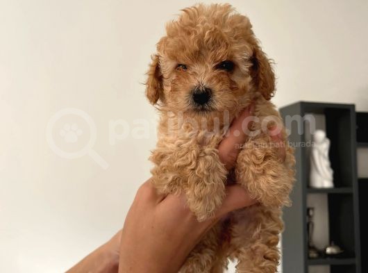 2.5 Aylık Erkek Ve Dişi Toy Poodle Yavrular görsel