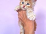 Show Class Red Mainecoon Erkek