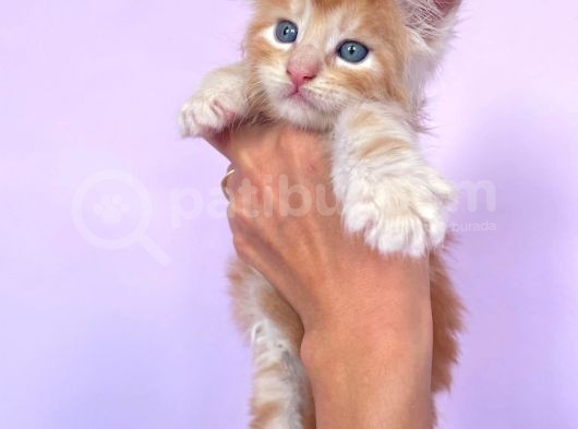 Show Class Red Mainecoon Erkek görsel