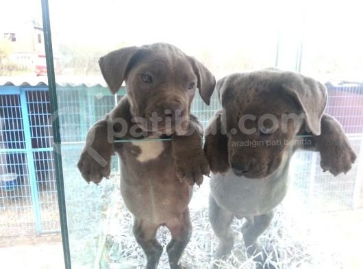 Ruhsatlı Köpek Çiftliginden Cane Corsa Yavruları