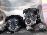 Minyatür Schnauzer Yavru