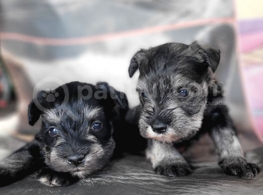 Minyatür Schnauzer Yavru görsel
