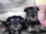 Minyatür Schnauzer Yavru