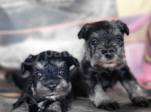 Minyatür Schnauzer Yavru görsel