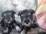 Minyatür Schnauzer Yavru