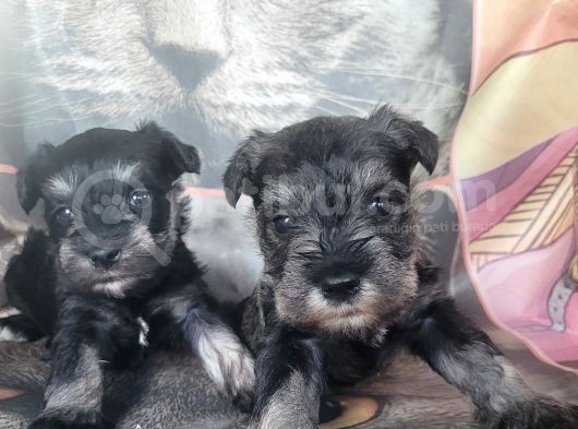 Minyatür Schnauzer Yavru görsel