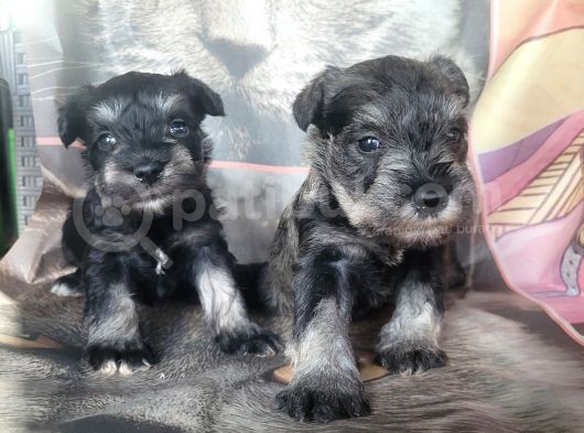 Minyatür Schnauzer Yavru