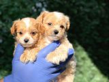 Mini Boy Maltipoo Bebeklerim
