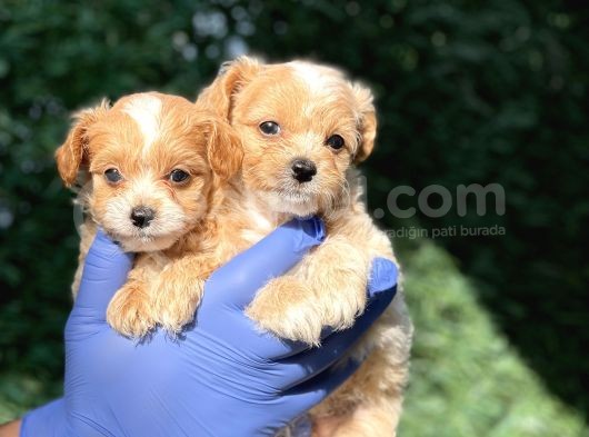 Mini Boy Maltipoo Bebeklerim