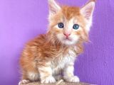 Show Class Red Mainecoon Erkek