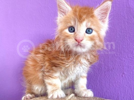 Show Class Red Mainecoon Erkek