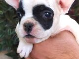 A Kali̇te French Bulldog Yavrular