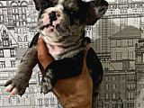 Yüksek Kali̇te Merle Erkek French Bulldog
