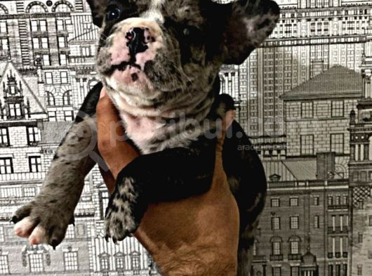 Yüksek Kali̇te Merle Erkek French Bulldog görsel