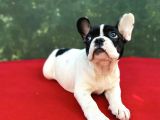Dişi French Bulldog Yavrumuz Yeni Ailesini Bekliyor
