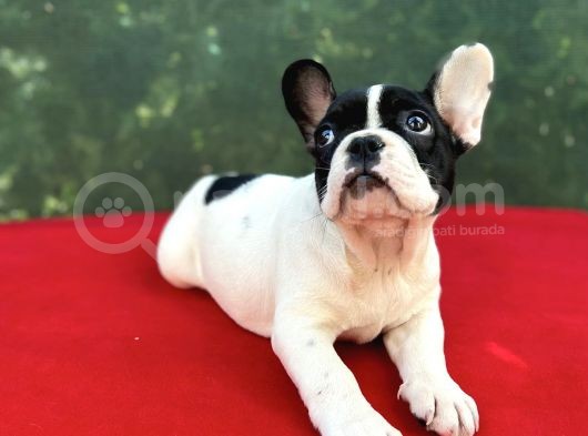 Dişi French Bulldog Yavrumuz Yeni Ailesini Bekliyor