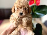 2.5 Aylık Erkek Ve Dişi Toy Poodle Yavrular