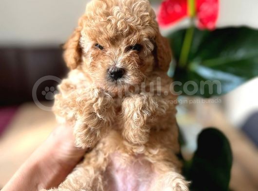 2.5 Aylık Erkek Ve Dişi Toy Poodle Yavrular görsel