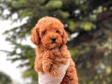 Mi̇ni̇ Toy Poodle Di̇şi̇ Bebeği̇mi̇z