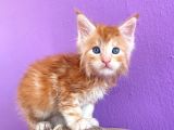 Show Class Red Mainecoon Erkek