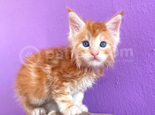 Show Class Red Mainecoon Erkek görsel