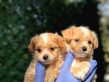Mini Boy Maltipoo Bebeklerim