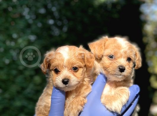 Mini Boy Maltipoo Bebeklerim görsel