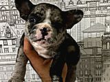 Yüksek Kali̇te Merle Erkek French Bulldog