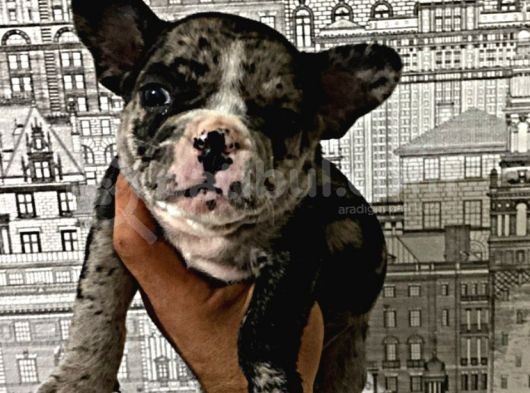 Yüksek Kali̇te Merle Erkek French Bulldog görsel