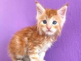 Show Class Red Mainecoon Erkek