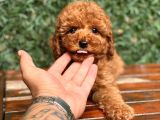 Toy Poodle Yavrular