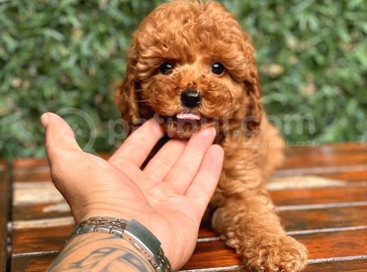 Toy Poodle Yavrular