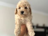 2.5 Aylık Erkek Ve Dişi Toy Poodle Yavrular