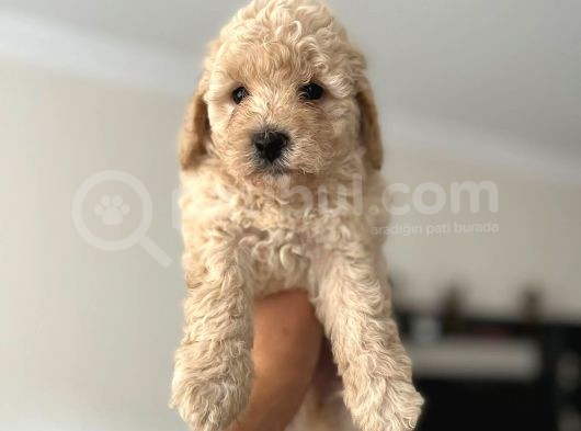 2.5 Aylık Erkek Ve Dişi Toy Poodle Yavrular görsel