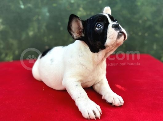 Dişi French Bulldog Yavrumuz Yeni Ailesini Bekliyor görsel