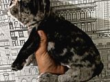 Yüksek Kali̇te Merle Erkek French Bulldog