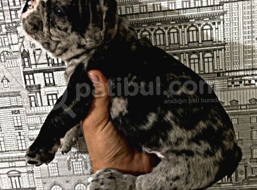Yüksek Kali̇te Merle Erkek French Bulldog görsel