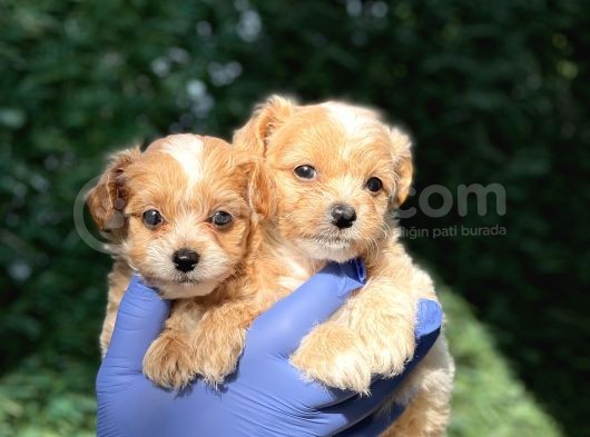 Mini Boy Maltipoo Bebeklerim görsel