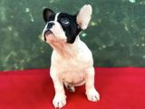 Dişi French Bulldog Yavrumuz Yeni Ailesini Bekliyor
