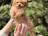 Sevimli Toy Poodle Yavrular