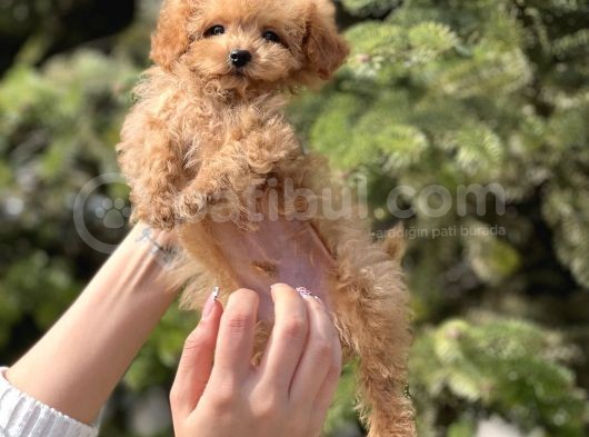 Sevimli Toy Poodle Yavrular görsel