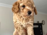 2.5 Aylık Erkek Ve Dişi Toy Poodle Yavrular