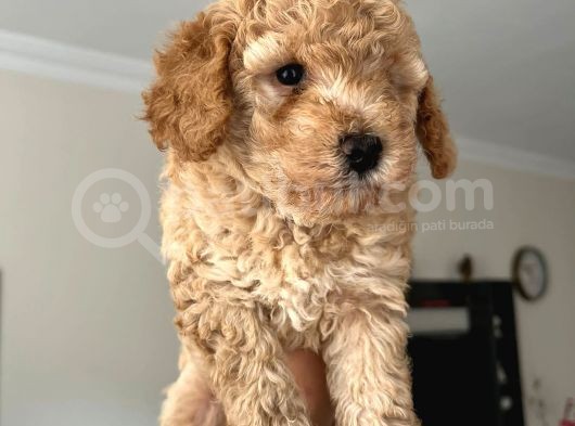 2.5 Aylık Erkek Ve Dişi Toy Poodle Yavrular görsel