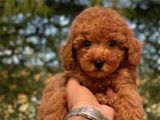 Toy Poodle Yavrular