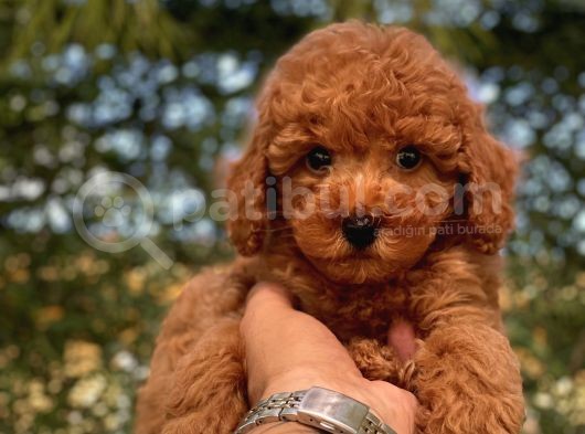 Toy Poodle Yavrular görsel