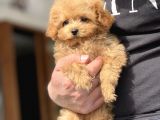 Sevimli Toy Poodle Yavrular